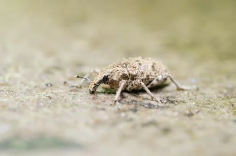 Brown bug Stock Photos