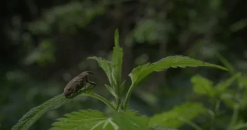 Brown bug sitting on green leaf, waving in strong forest breeze Stock Footage 299282555