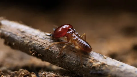 A brown bug is on a stick Stock Footage 276677595