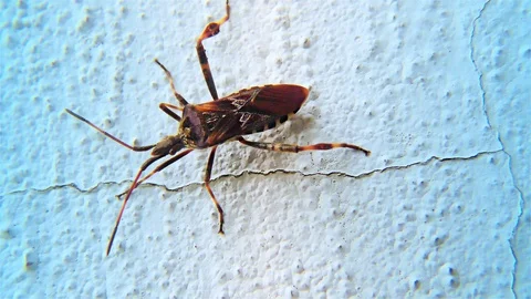 Brown Bug on a White Wall – Triatominae Bug, Closeup, detail. Stockbeeldmateriaal 97134311