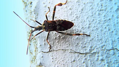 Brown Bug on a White Wall – Triatominae Bug, Closeup, detail. Stock Footage 97134350