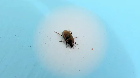 Brown Bug on a Window Sill, Blue Background, Closeup, Detail Stock-Footage 126756027