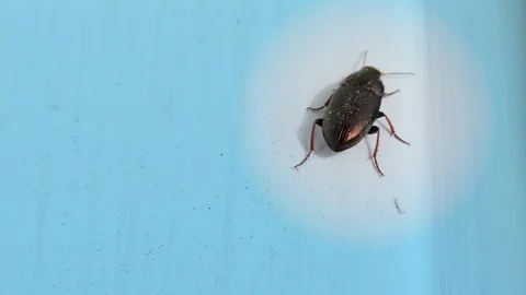 Brown Bug on a Window Sill, Blue Background, Closeup, Detail Stock Footage 126756030