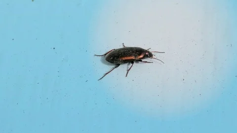 Brown Bug on a Window Sill, Blue Background, Closeup, Detail Stock Footage 126756033