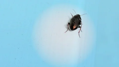 Brown Bug on a Window Sill, Blue Background, Closeup, Detail Stock Footage 126756100