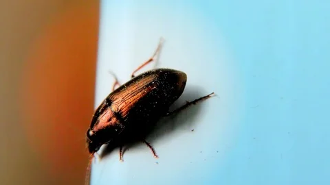 Brown Bug on a Window Sill, Blue Background, Closeup, Detail Stock Footage 126756108