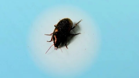 Brown Bug on a Window Sill, Blue Background, Closeup, Detail Stock Footage 126756109