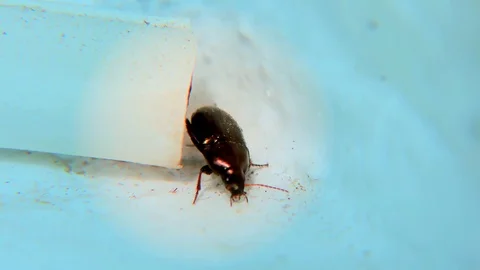Brown Bug on a Window Sill, Blue Background, Closeup, Detail Stock Footage 126756129