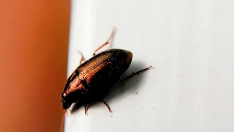 Brown Bug on a Window Sill, Closeup, Detail Stock Footage 126756433