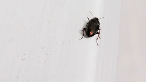 Brown Bug on a Window Sill, Closeup, Detail Video stock 126756434