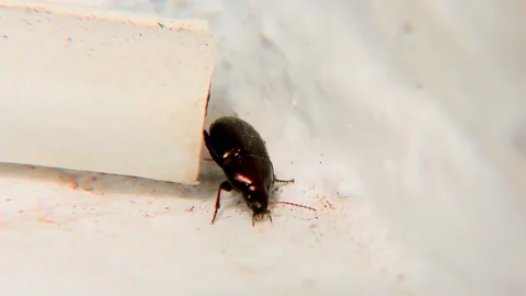 Brown Bug on a Window Sill, Closeup, Detail Stock Footage 126756451