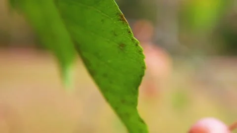 Brown bulbs on a green stem in the Fall Stock-Footage 143035885
