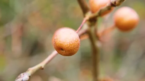Brown bulibs on a tree stem Stock Footage 143035880