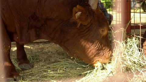 A brown bull in a cage eats dry hay. Farm animal Stock Footage 161266012