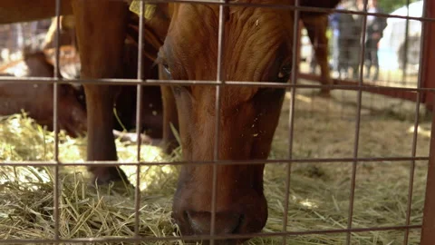 A brown bull in a cage eats dry hay. Farm animal Video stock 161266786