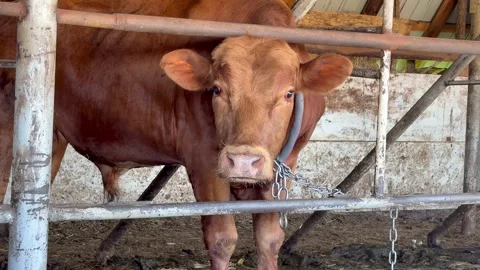 Brown bull on a chain inside a barn close-up Stock Footage 337310734
