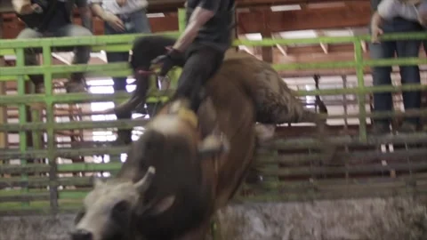 Brown bull raging Stock Footage 156111409