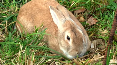 Brown Bunny Video stock 43042505