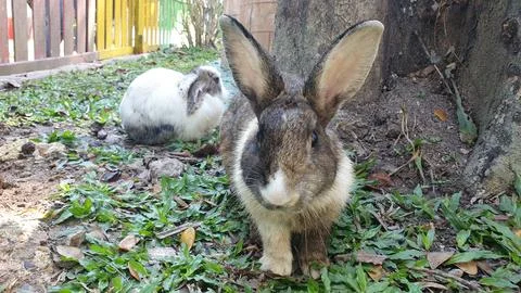 Brown bunny looking at camera Stock Photos