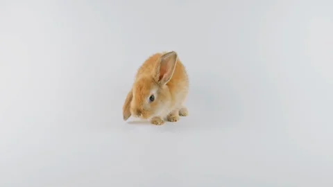 Brown bunny with one ear up, sitting, sniffing, turn around Stock Footage 102493773