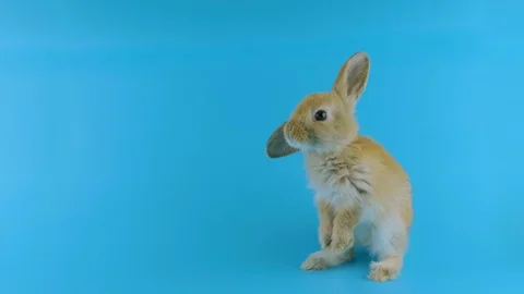 Brown bunny with one ear up, stands up on two legs, sniffing, looking at camera Stock Footage 102013838
