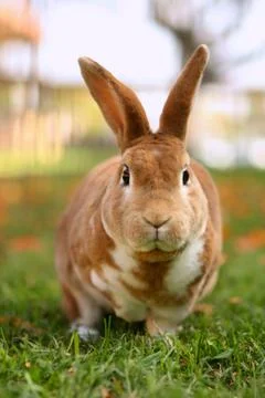 Brown bunny outside 스톡 사진