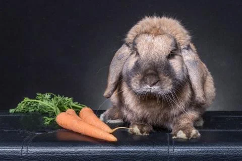 Brown bunny rabbit Stock Photos