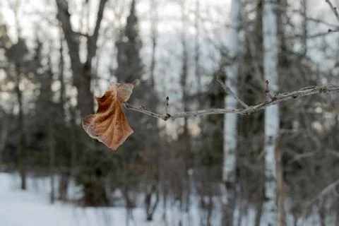 Brown Burr Oak Leaf Clinging to Dormant Branch Stock Photos