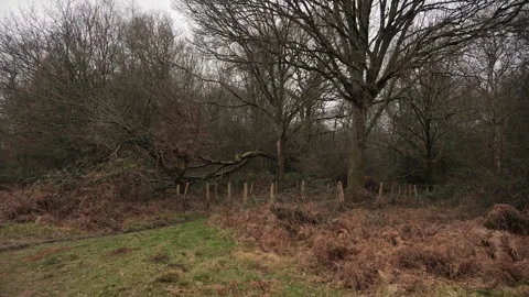 Brown bushes surrounded by trees. Stock Footage 300134279
