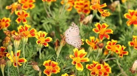 Brown butterflies eating nectar from the pollen Stock Footage 10800053