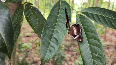 Brown butterflies mating on leaf Vídeos de archivo 336558300