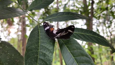 Brown butterflies mating on leaf 스톡 동영상 336558304