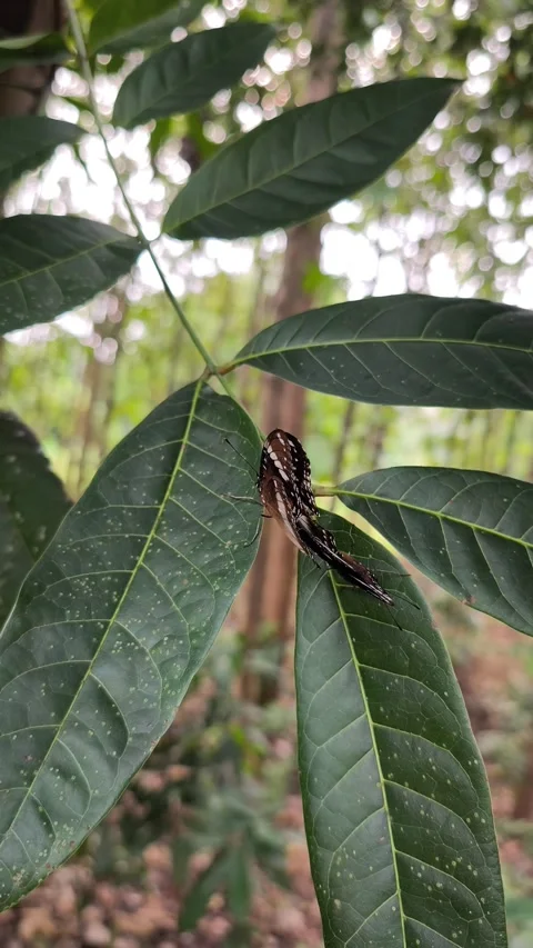 Brown butterflies mating on leaf Stock Footage 336558373