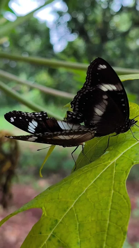 Brown butterflies mating on papaya leaf Stock Footage 336558290