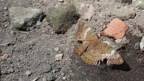 Brown butterflies perched on rocks Stock Footage 279523911