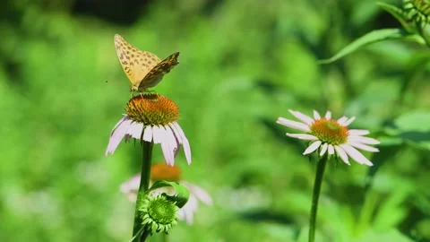 Brown butterflies taking nectar from flower Stock Footage 157985167