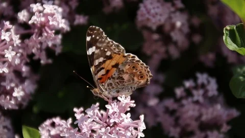 Brown butterfly with a beautiful pattern on its wings sits on a lilac flower Stock Footage 115022174