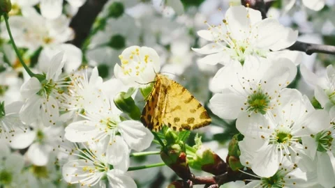 Brown butterfly with black spots on a spring branch of a fruit tree full of Vídeos de archivo 272286213