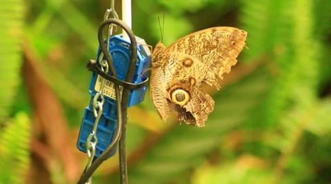 Brown Butterfly on a cable Stock Footage 38718327