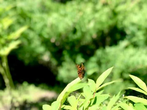 Brown butterfly, close up Stock Photos