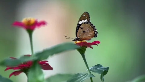 Brown butterfly close up view in windy outdoors garden Stock Footage 127700699