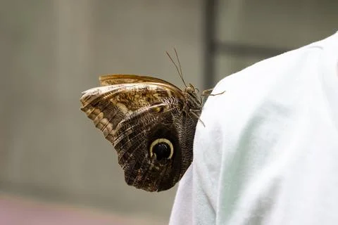 Brown butterfly with eye pattern on wing Caligo eurilochus resting on shoulder Stock Photos