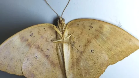 A brown butterfly flaps its wings in a natural setting Stock Footage 306329308