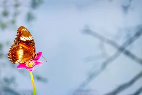 A brown butterfly flies over the rain lily flower, plant background and brigh Stock Photos