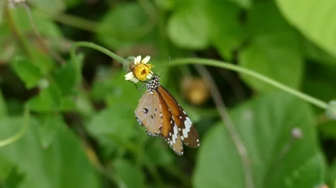 Brown Butterfly On Flower Stock Footage 56475890