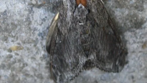 Brown butterfly on flower tree Stock Footage 290072325
