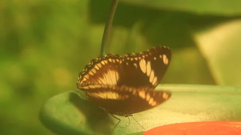 Brown Butterfly Vidéo 38716167