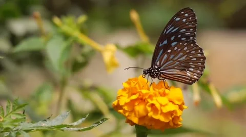 A brown butterfly Stock Footage 211686079