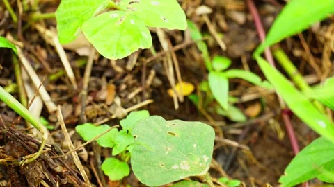Brown butterfly Stock Footage 270049608