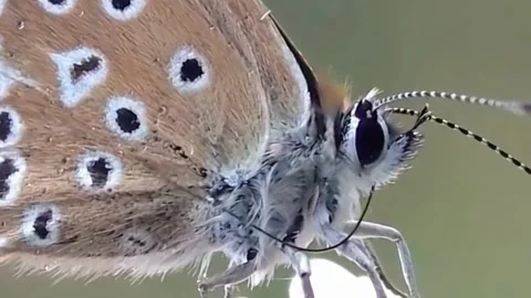 Brown butterfly Stock Footage 289450853